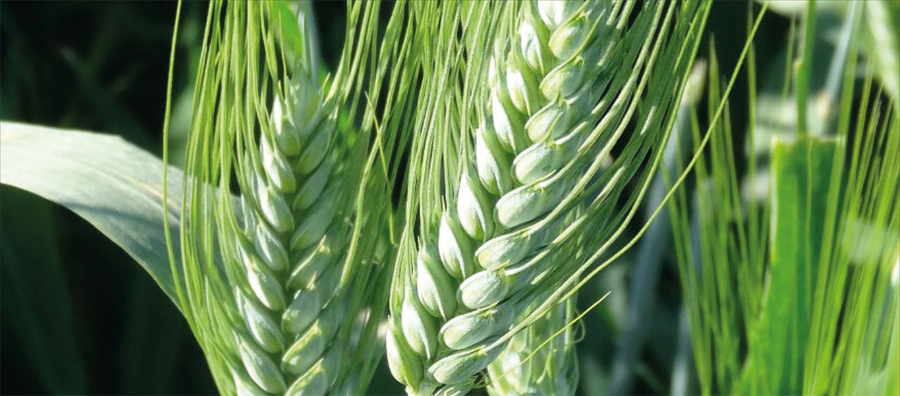 Makarnalık buğday artuklu