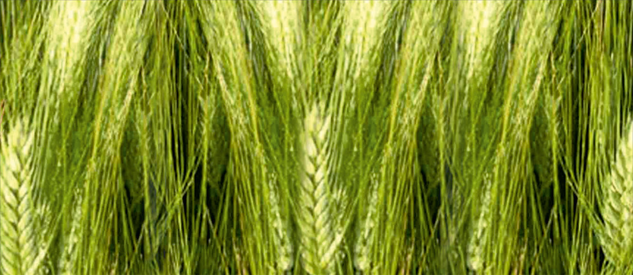 Makarnalık Buğday Eyyubi