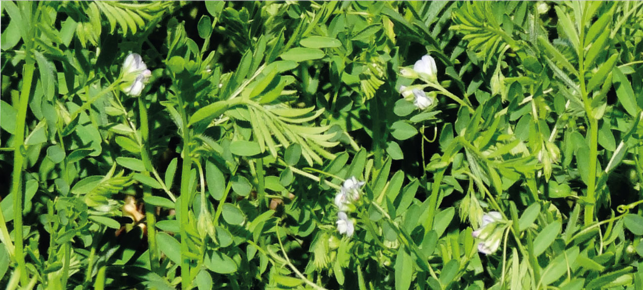 fırat 87 kırmızı mercimek