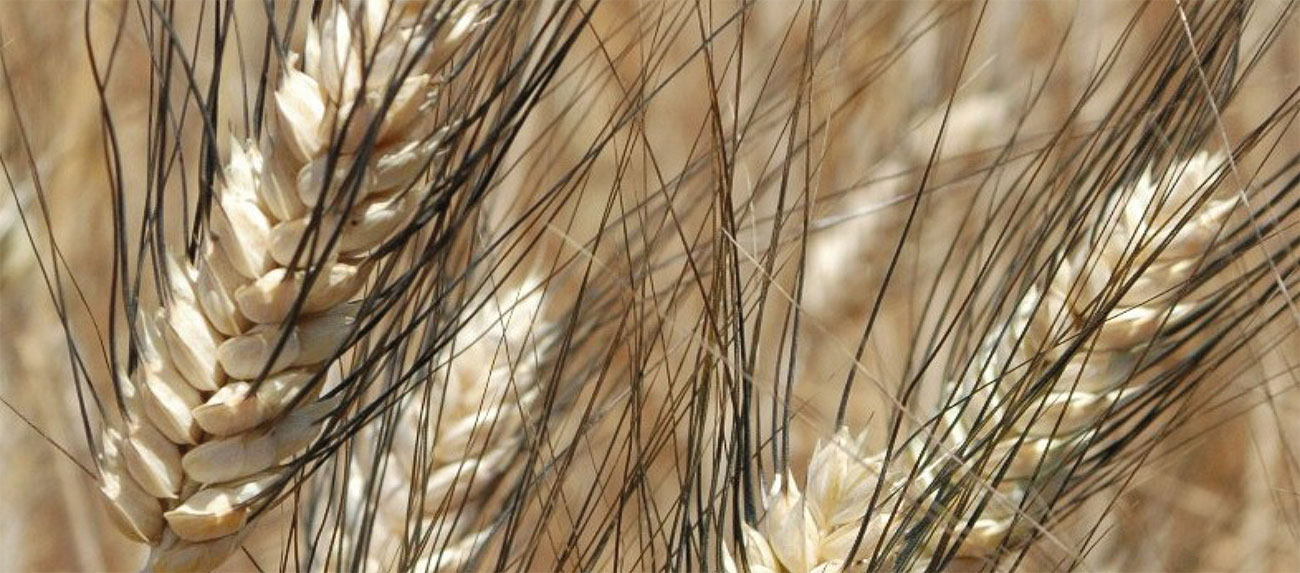 Makarnalık buğday fırat 93