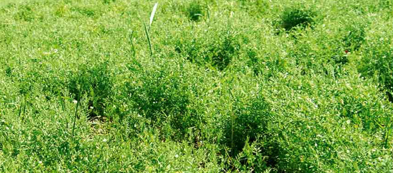 tigris kırmızı mercimek