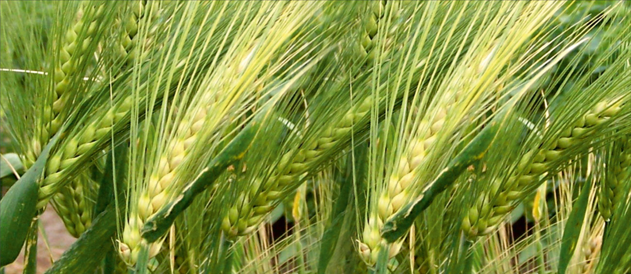 Vamikhoca 98 altı sıralı yemlik arpa