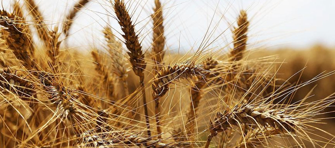 Yakamoz ekmeklik buğday