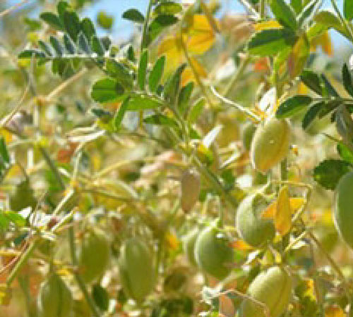 Birkar Tohum, Çakır nohut