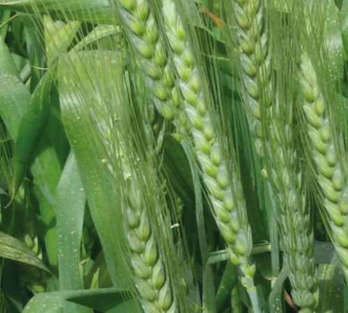 Birkar Tohum, Ekmeklik Buğday