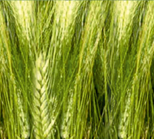 eyyubi makarnalık buğday