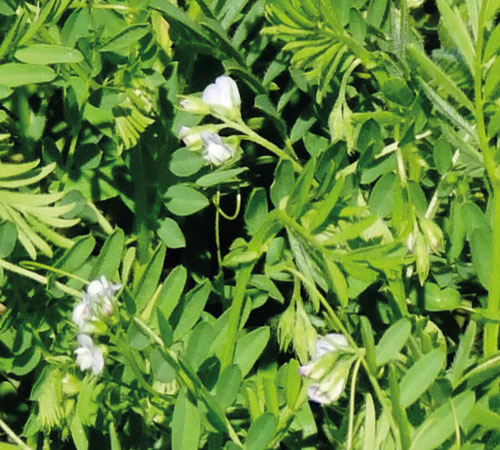 tohum mercimek fırat 87