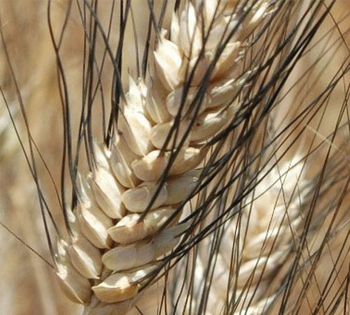 Makarnalık Buğday fırat 93