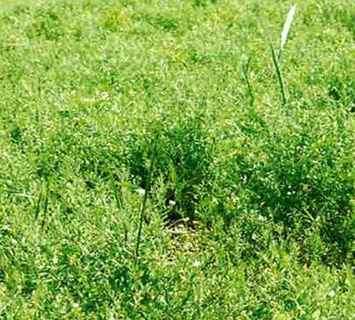 tigris mercimek tohumu