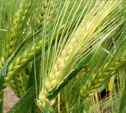 Birkar Tohum, Vamık Hoca 98