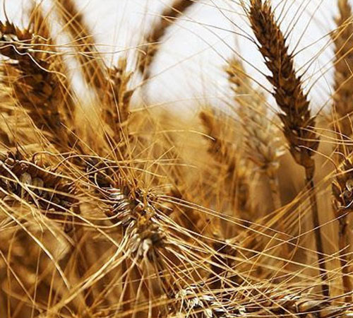  Ekmeklik Buğday yakamoz