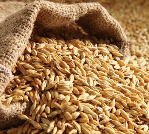 Birkar Tohuculuk arpa