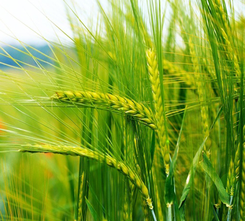 Birkar Tohumculuk Buğday